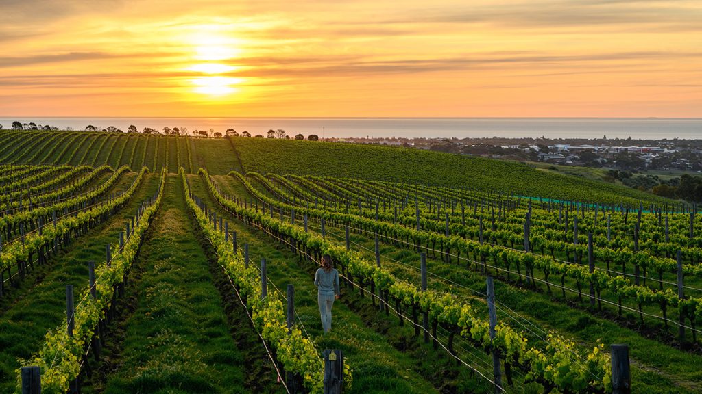 The sun rising over a vineyard